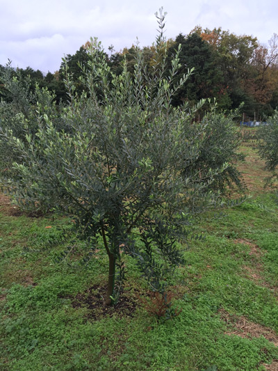 オリーブ畑を紹介