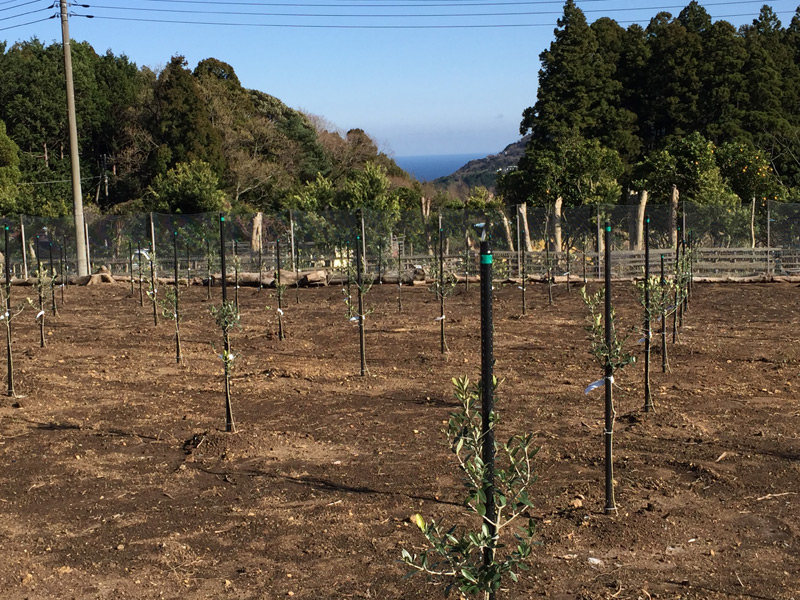 オリーブの苗、植え付け、２５００本