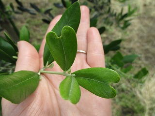 ハートのオリーブ葉