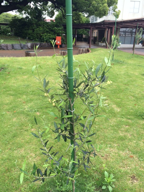 ローマ教皇庁枢機卿が植樹された樹に花が咲きました