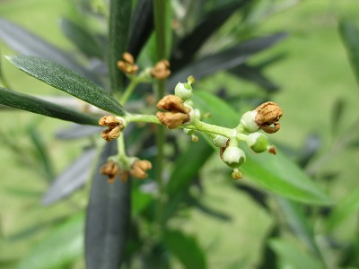 ローマ教皇庁枢機卿が植樹された樹に実がつきました