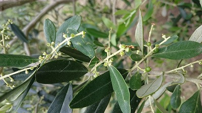 オリーブ樹に実がつきました