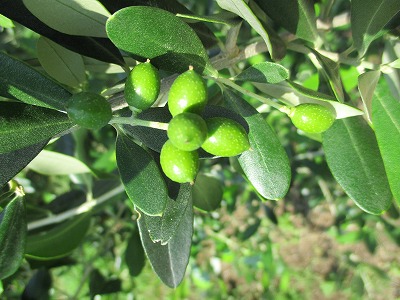 直営圃場 生育状況