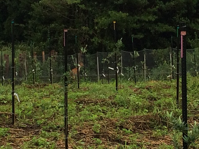 本日のお客様……