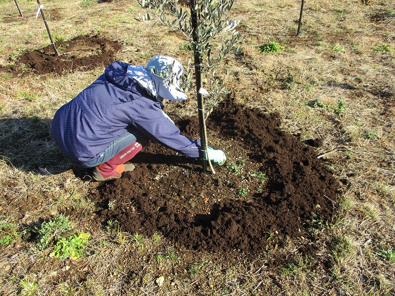 片瀬圃場の冬場の施肥が終了しました！