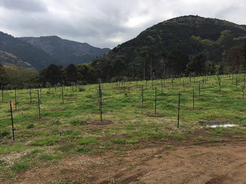 17952631_735405279967161_863200302687467221_n[1]