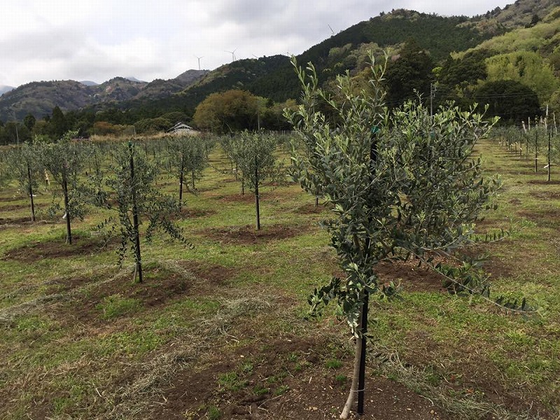 片瀬オリーブ圃場
