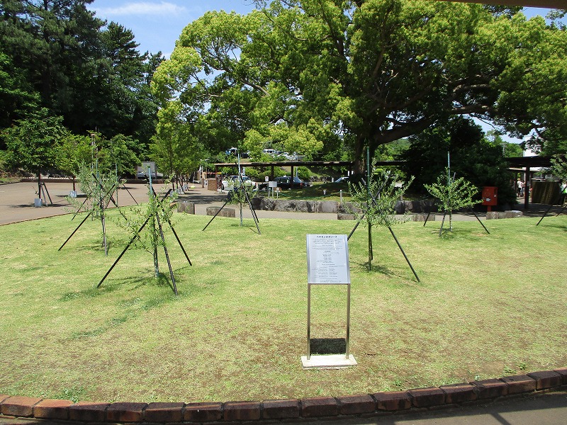 ローマ教皇庁より寄贈されたオリーブが開花しました