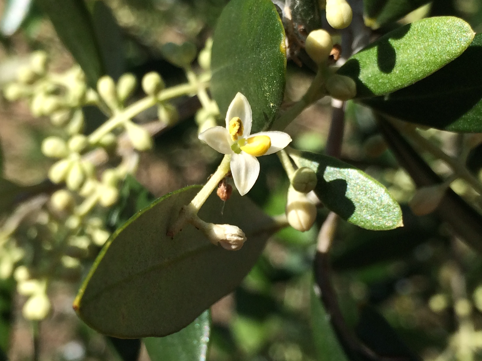 門野圃場のオリーブが開花しました