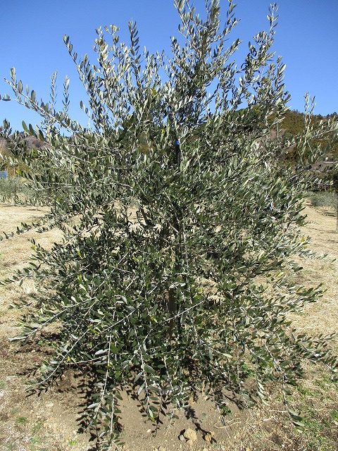 ２０１８年　初作業