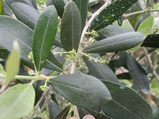 花芽がつきました！