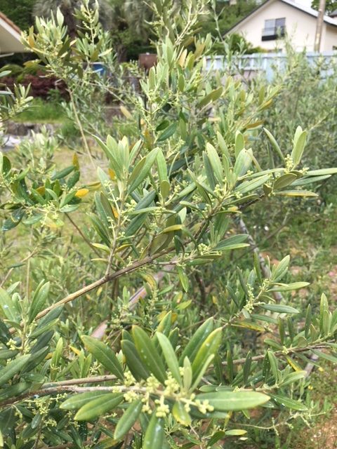 搾油所周りのオリーブ