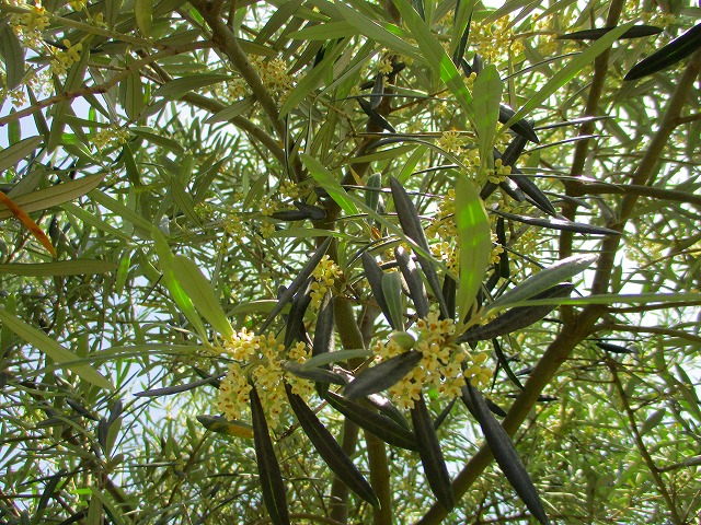 搾油所のオリーブ開花❁