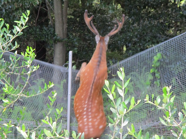 鹿さん再び