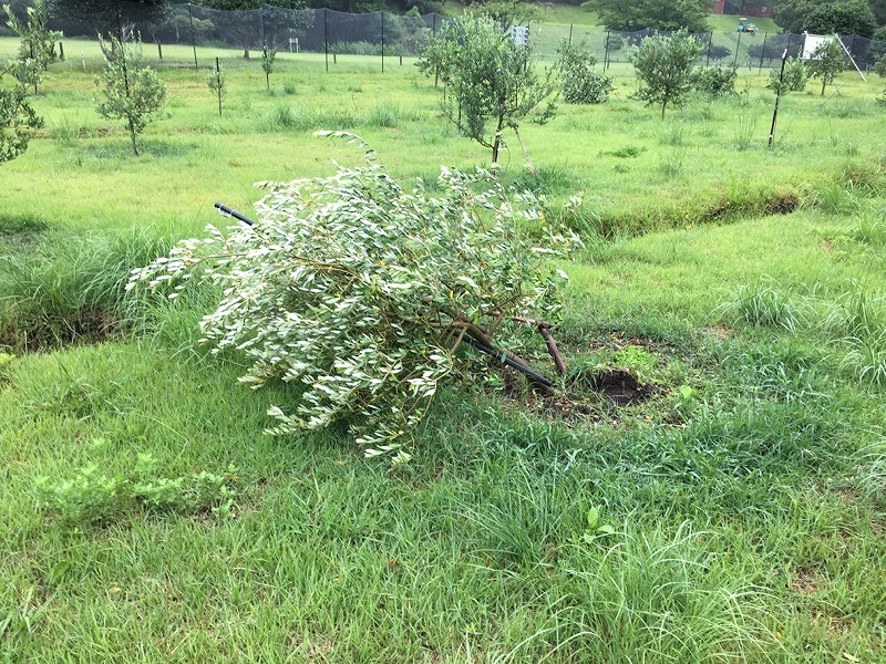 逆走台風の被害