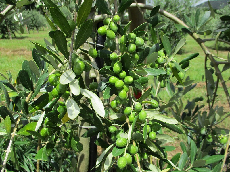 先日のオリーブ