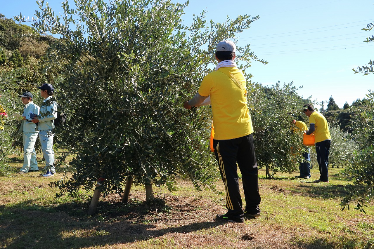 今年最後の収穫
