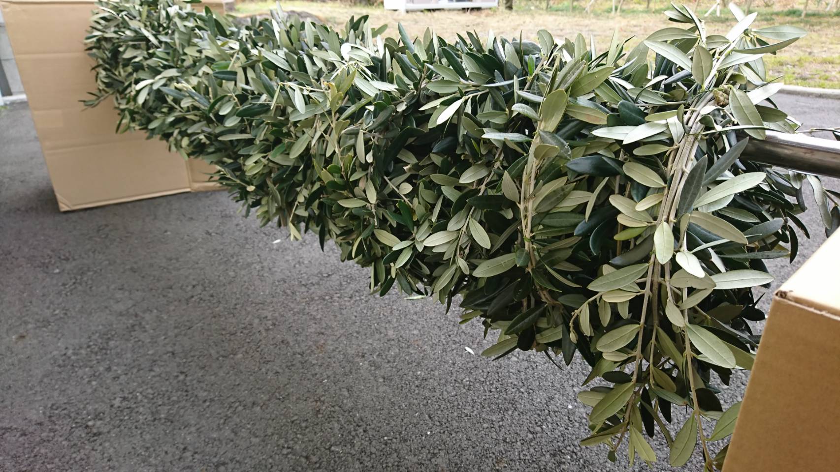 下田・河津間駅伝競走大会にオリーブ冠を贈呈