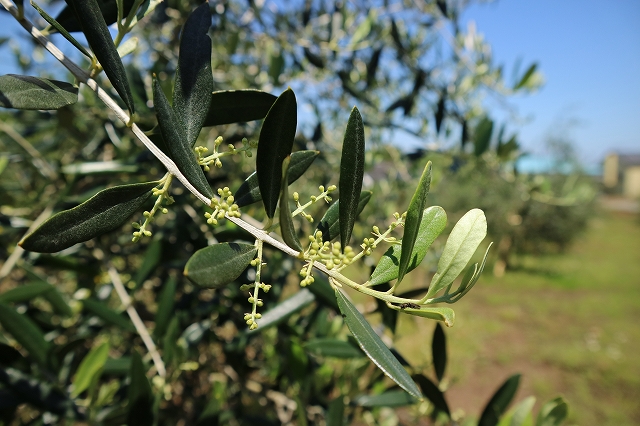 花芽を確認しました！