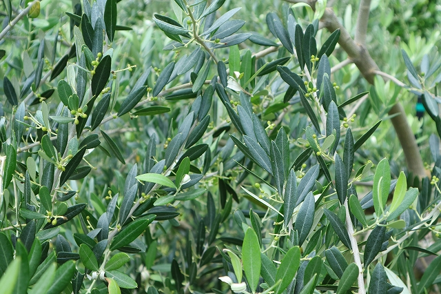 オリーブの赤ちゃん