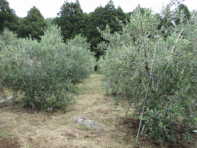 協同研究農家さんを訪問しました