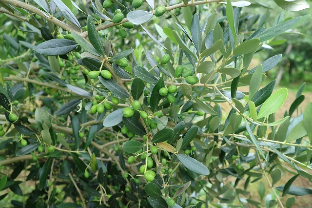 片瀬圃場のオリーブ