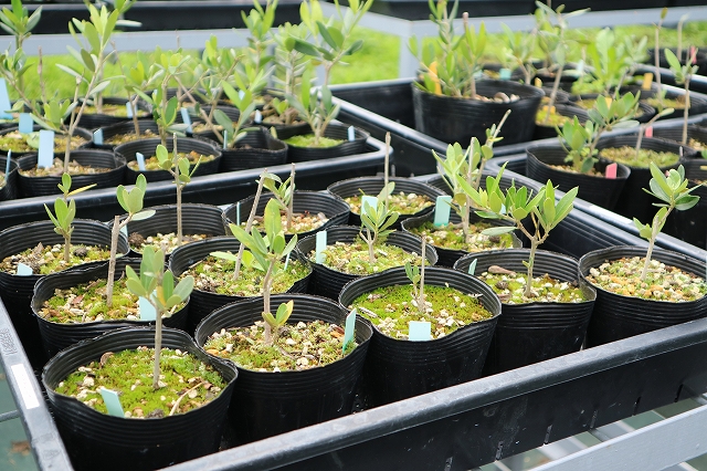 挿し木チャレンジ中です