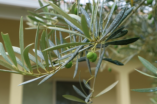 搾油場のオリーブ