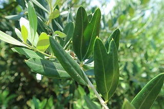 ハートのオリーブ葉