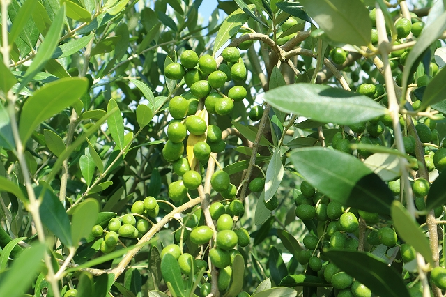 収穫を待つオリーブの実