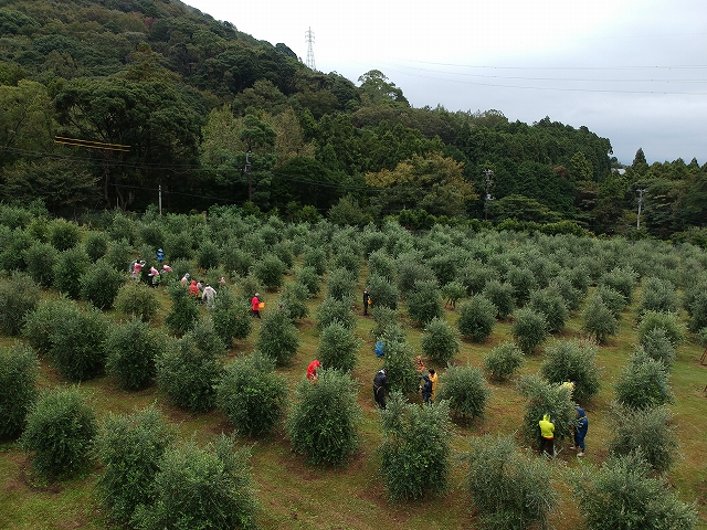 収穫セレモニーを行いました
