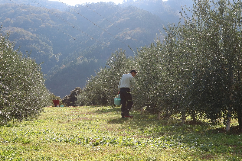 収穫後の施肥を行っています