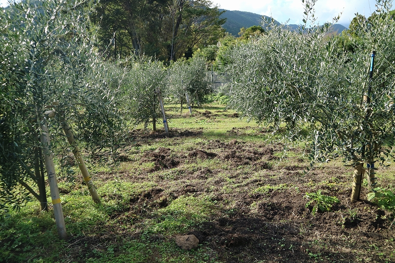 イノシシの仕業？