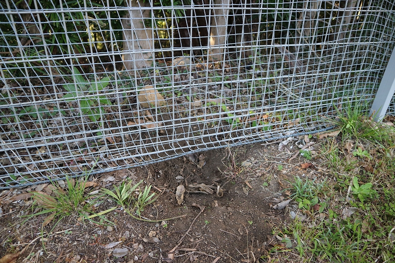 今度は野ウサギ？