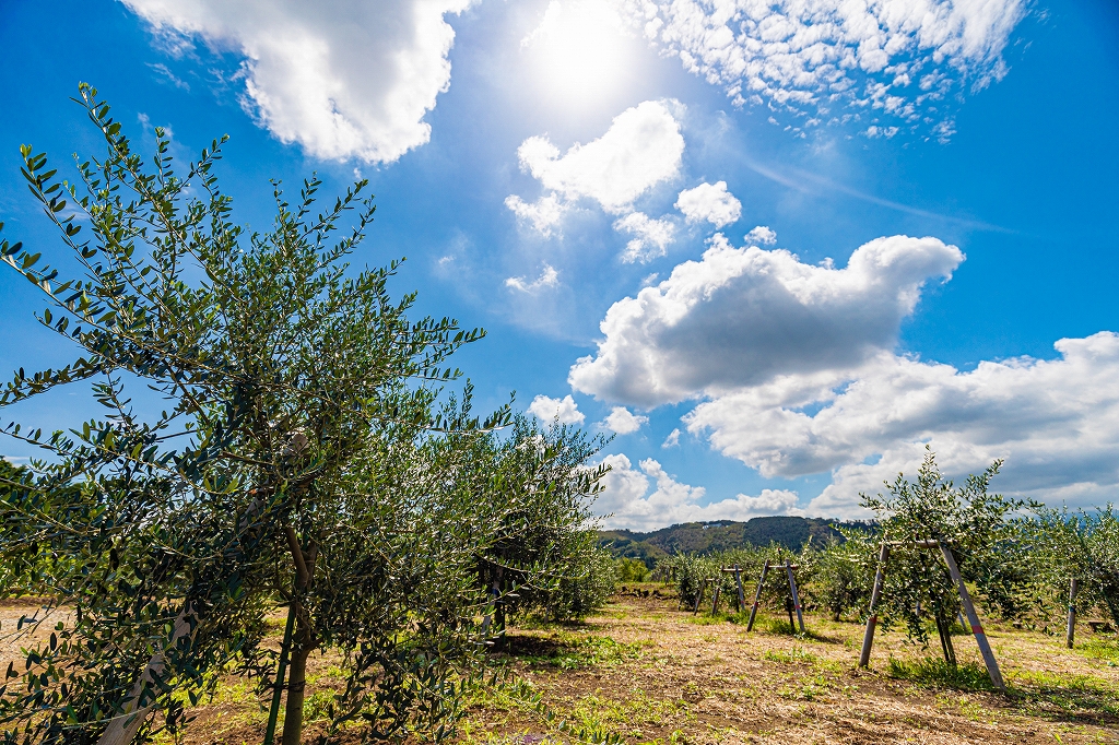 明けましておめでとうございます