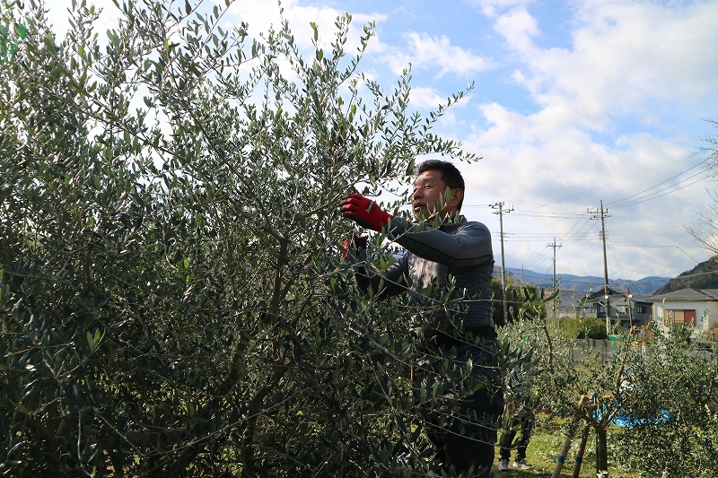 剪定を始めています