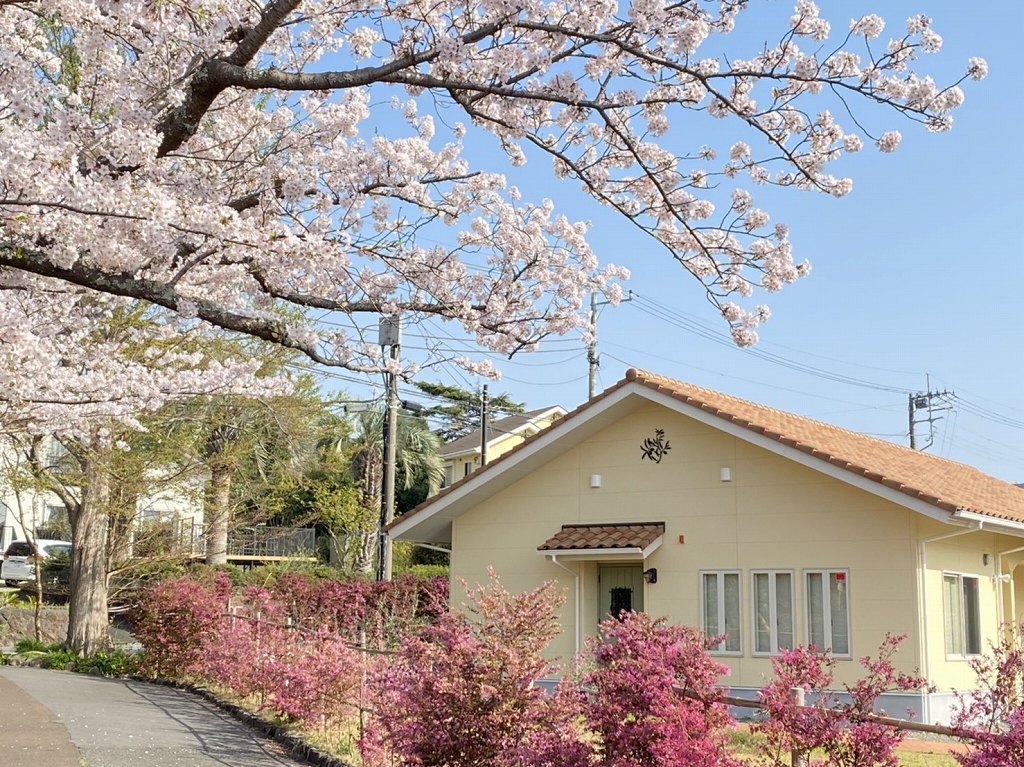 搾油場と満開の桜