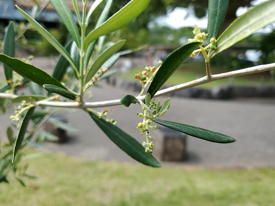 ローマ教皇庁より寄贈されたオリーブが結実しました