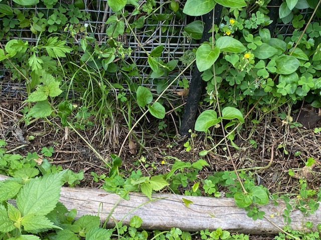 動物たちとの闘い!(^^)!