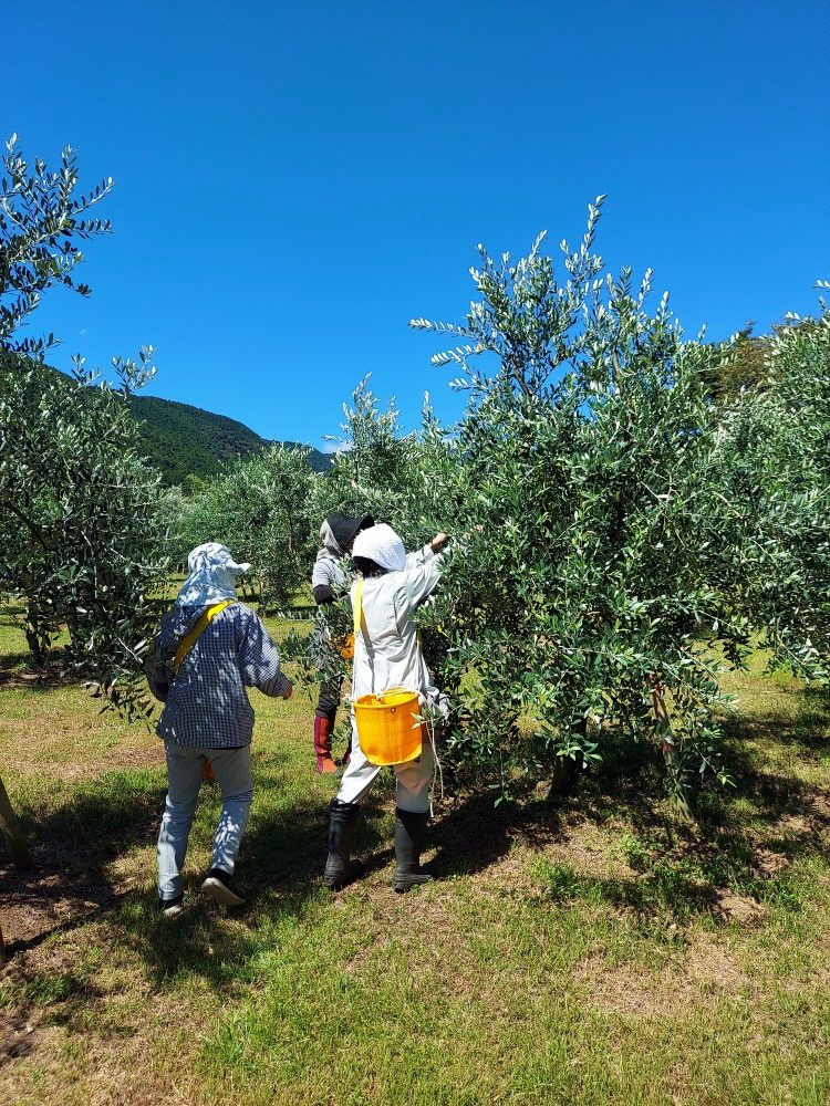 今年の搾油も無事終了しました！