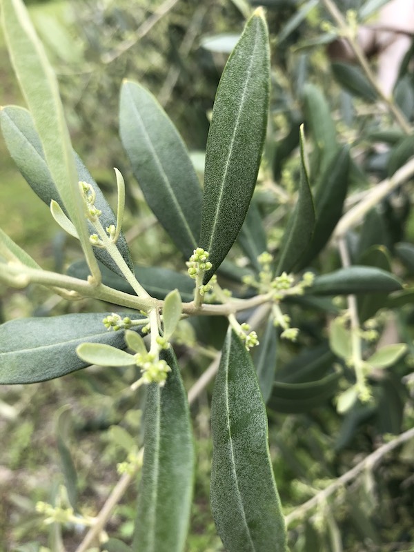 オリーブの花芽