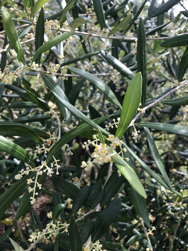 オリーブの開花シーズンです