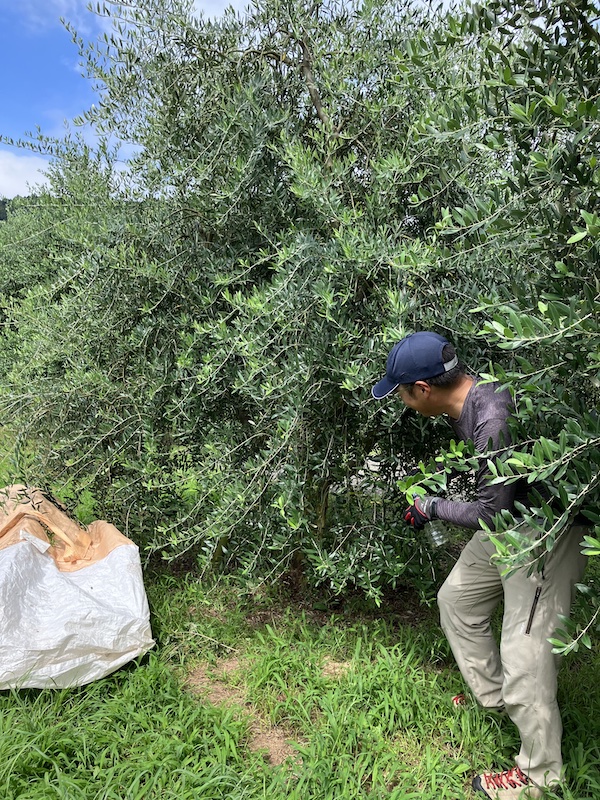 8月、野うさぎのかけっこと炭疽病