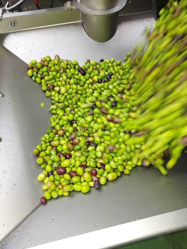 今年の収穫が終わりました