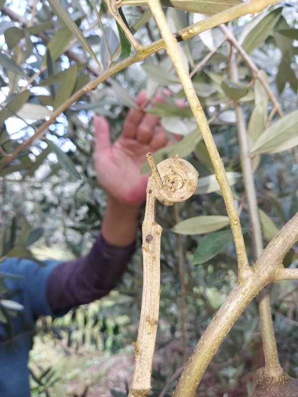 オリーブワラビ⁈ と鳥の巣