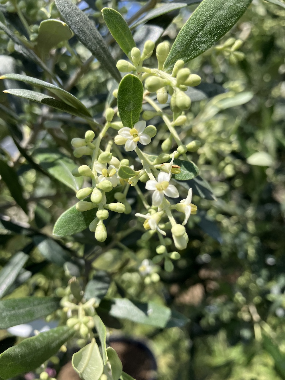 オリーブ開花！！