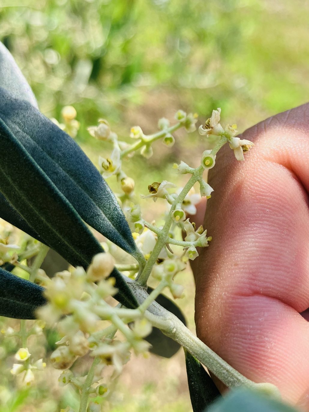 オリーブの赤ちゃん