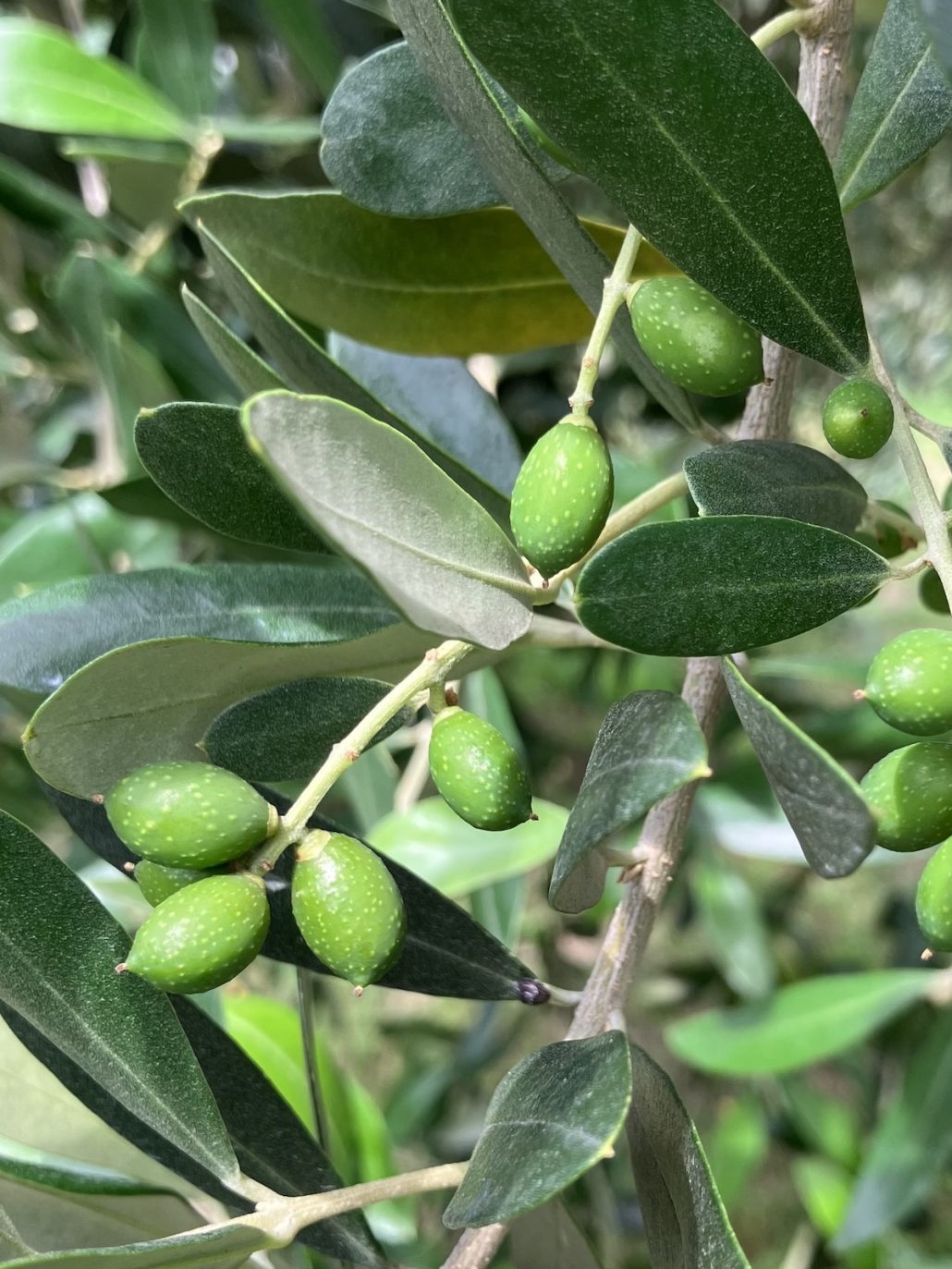 オリーブすくすく成長中