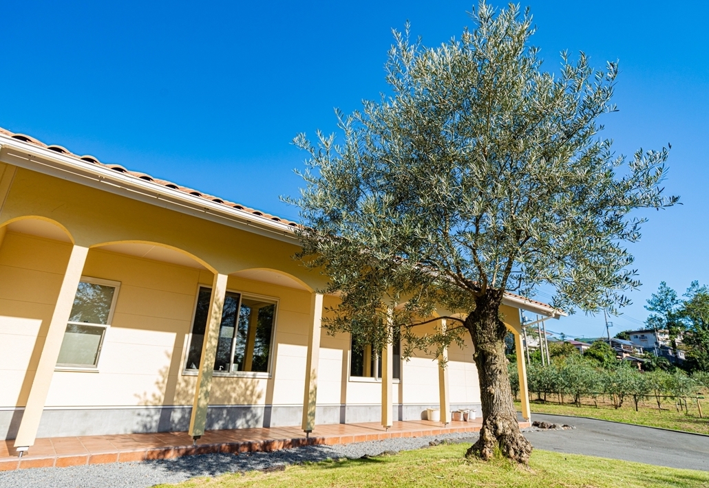 伊豆産オリーブの「初」収穫祭開催