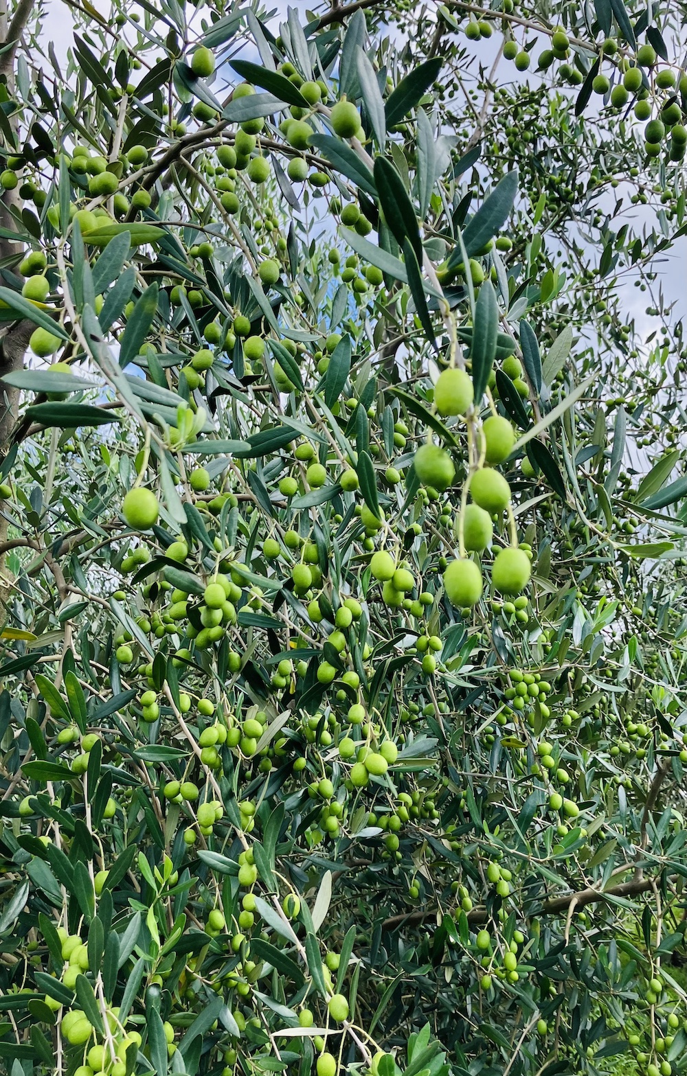 新漬け用オリーブの収穫